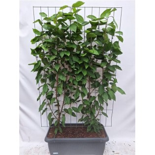 Prunus A. 'Regina' - Cherry - Ready-Made Hedge - 120 X 180 Cm