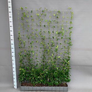 Trachelospermum - Star Jasmine - Ready-Made Hedge - 120 X 180 Cm