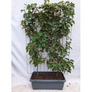 Actinidia Deliciosa 'Jenny' - Kiwifruit - Ready-Made Hedge - 120 X 180 Cm