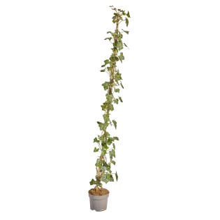 Hedera Hibernica Staked - ↨125-150Cm