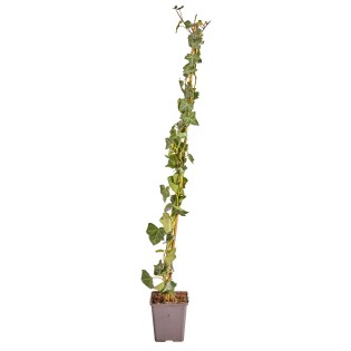Hedera Hibernica Staked - ↨80Cm