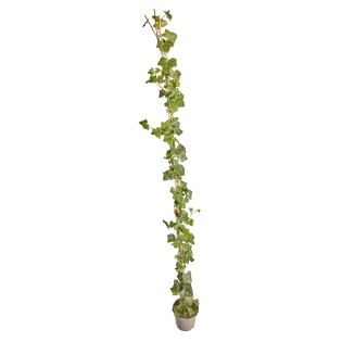 Hedera Hibernica Staked - ↨150-175Cm