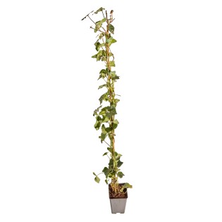 Hedera Hibernica Staked - ↨100-125Cm