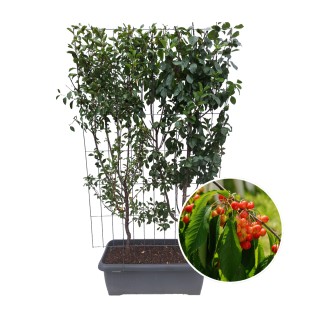 Prunus 'Duo-Cherry' - Cherry Tree - Ready-Made Hedge - 120 X 40 X 180 Cm