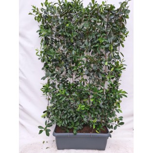 Photinia Fraseri 'Red Robin' - Photinia - Ready-Made Hedge - 120 X 180 Cm