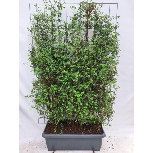 Spiraea Vanhouttei - Bridal Wreath - Ready-Made Hedge - 120 X 180 Cm