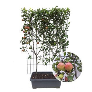 Malus Domestica 'Elstar' - Apple - Ready-Made Hedge - 120 X 180 Cm
