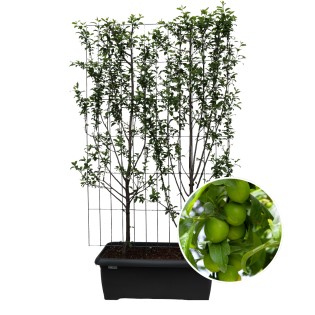 Prunus Domestica 'Duo-Plum' - Plum Tree - Ready-Made Hedge - 120 X 40 X 180 Cm