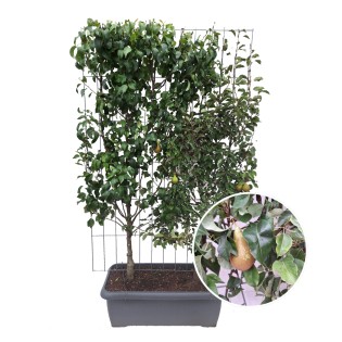 Pyrus Communis 'Duo-Pear' - Pear Tree - Ready-Made Hedge - 120 X 40 X 180 Cm