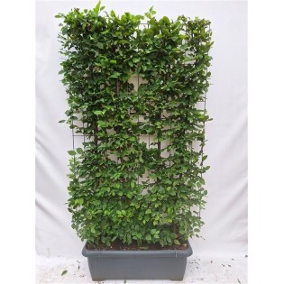 Carpinus Betulus - Hornbeam - Ready-Made Hedge - 120 X 180 Cm