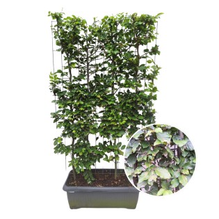 Fagus Sylvatica - Beech Hedge - Ready-Made Hedge - 120 X 180 Cm