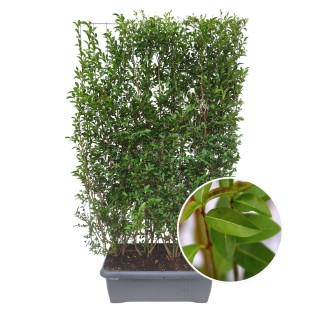 Ligustrum Ovalifolium - Privet Hedge - Ready-Made Hedge - 120 X 180 Cm