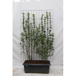 Calycanthus Floridus - ↨180Cm