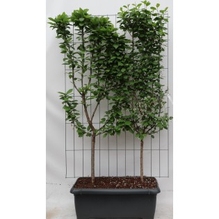 Prunus Avium + Cerasus 'Duo Cherry' - ↨180Cm