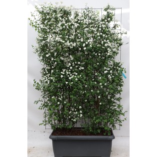 Spiraea Vanhouttei - ↨180Cm