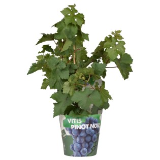 Vitis Pixie Pinot Noir - Ø21Cm - ↕70Cm