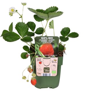 Fragaria X Ananassa Delizzimo - Ø13Cm - ↕45Cm