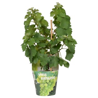 Vitis Pixie Riesling - Witte Wijndruif - Ø14Cm - ↕30Cm