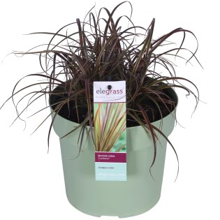 Uncinia Rubra Everflame - Ø19Cm - ↕40Cm