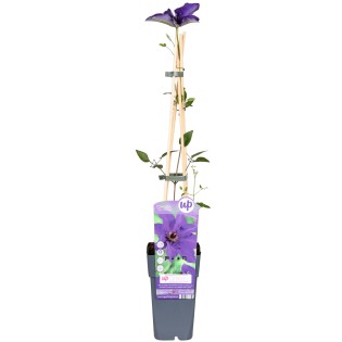 Clematis The President - Clematis Purple - Ø15Cm - ↕65Cm