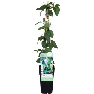 Lonicera Japonica 'Halliana' - Ø15Cm - ↕65Cm