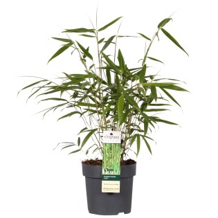 Fargesia Robusta 'Pingwu' - Ø14Cm - ↕40Cm