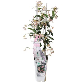 Trachelospermum 'Star Of Ibiza' - Tuscan Jasmine Pink - Ø15Cm - ↕65Cm