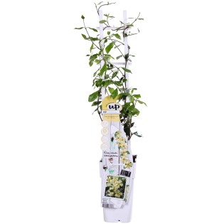 Trachelospermum 'Star Of Toscana' - Tuscan Jasmine Yellow - Ø15Cm - ↕65Cm