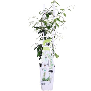 Trachelospermum 'Star Of Venice' - Tuscan Jasmine White - Ø15Cm - ↕65Cm
