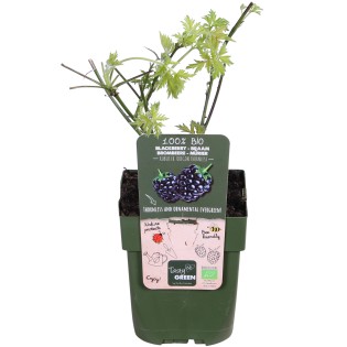 Rubus Fruticosus 'Thornless Evergreen' - Thornless Blackberry - Ø13Cm - ↕45Cm