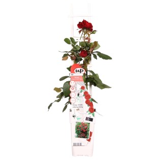 Rosa Crazy In Love 'Red' - Red Rose - Ø15Cm - ↕65Cm