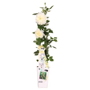 Rosa Crazy In Love 'Vanilla' - Cream Rose - Ø15Cm - ↕65Cm