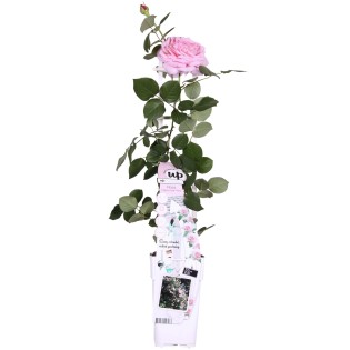 Rosa Crazy In Love 'Pink' - Pink Rose - Ø15Cm - ↕65Cm
