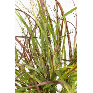 Panicum Virgatum Cheyenne Sky - Ø23Cm - ↕60Cm