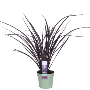 Phormium 'Rubra Nana' - Ø14Cm - ↕50Cm