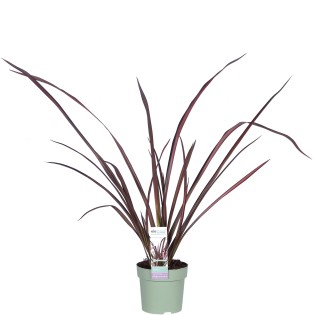 Phormium 'Pink Flamingo' - Ø14Cm - ↕50Cm