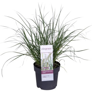 Pennisetum Alopecuroides 'Hameln' - Ø19Cm - ↕40Cm