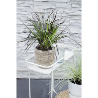 Pennisetum X Advena 'Summer Samba' - Ø19Cm - ↕50Cm