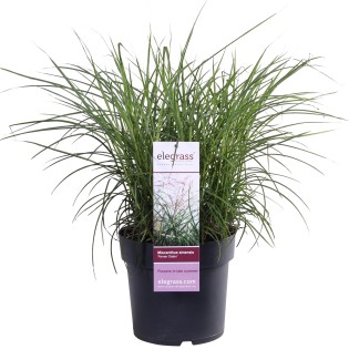 Miscanthus Sinensis Ferner Osten - Ø19Cm - ↕50Cm