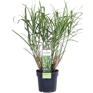 Miscanthus Sinensis Strictus - Ø23Cm - ↕60Cm
