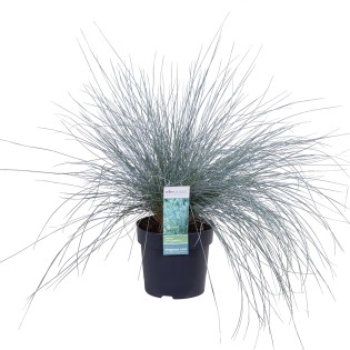 Festuca Glauca Azura Blue