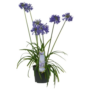 Agapanthus 'Ever Sapphire' - Ø19Cm - ↕30Cm