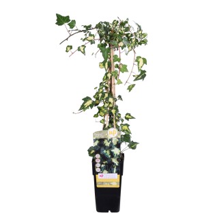 Hedera Colchica 'Dentata Variegata' - Ø15Cm - ↕65Cm
