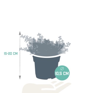 Crassula Mix 10.5 Cm