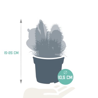 Cactus Mix 10.5 Cm