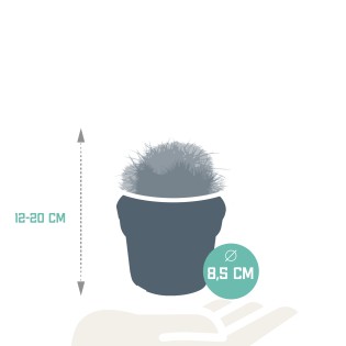 Bolcactus Mix 8.5 Cm