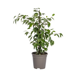 Ficus Benjamina Golden King Ø17Cm - ↕60 - 80Cm