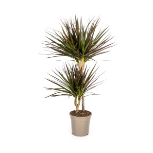 Dracaena Marginata Magenta Ø19Cm - ↕70-90Cm