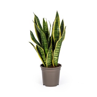 Sansevieria Trifasciata Futura Superba Ø17Cm - ↕45 - 55Cm