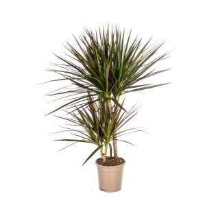 Dracaena Marginata Magenta Ø17Cm - ↕50 - 70Cm